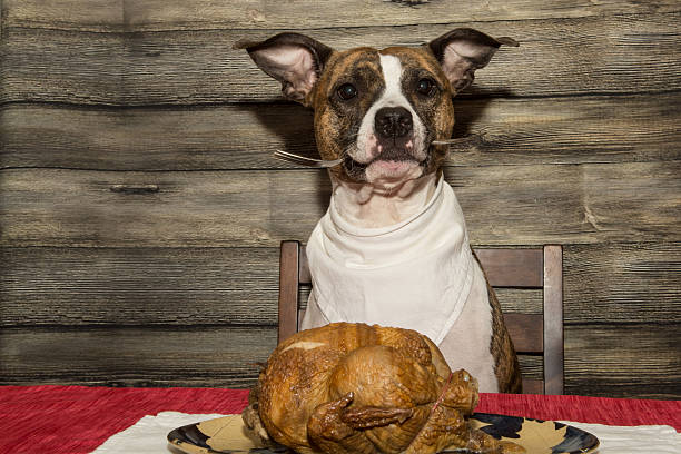 Begging for the Holiday Feast stock photo