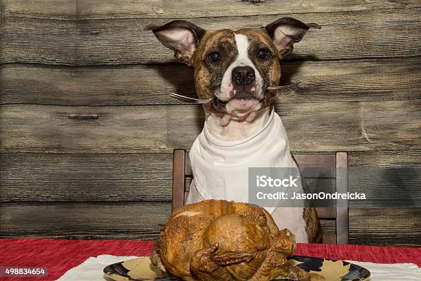 Begging For The Holiday Feast Stock Photo - Download Image Now - Dog, Thanksgiving - Holiday, Turkey Meat