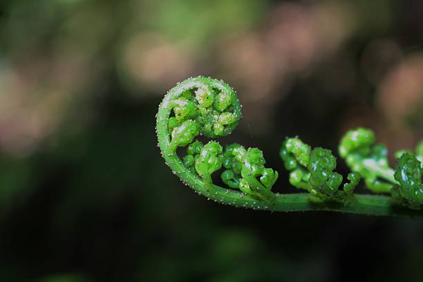 unfurling srebrną paproć liść złożony - fern new zealand macro frond zdjęcia i obrazy z banku zdjęć