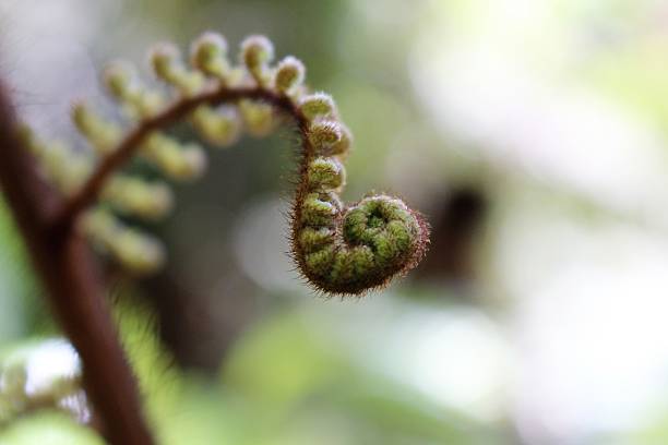 istock Koru-unfurling fern frond 498835136