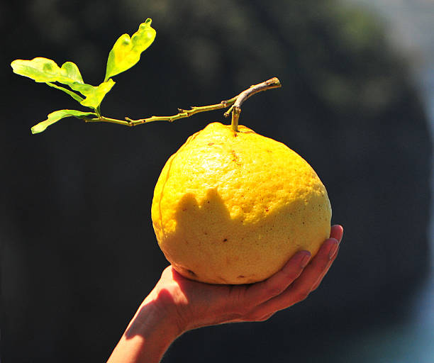 Big lemon in a hand stock photo