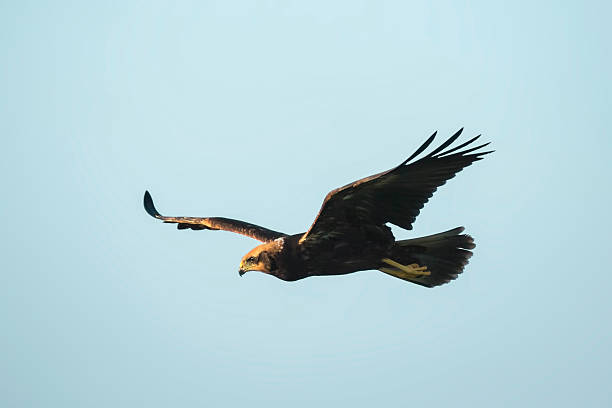 istock Western marsh harrier, Circus aeruginosus. 498836006