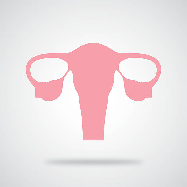Pink Uterus Icon Vector illustration of a pink uterus with shadow on a gradient gray background. uterus stock illustrations