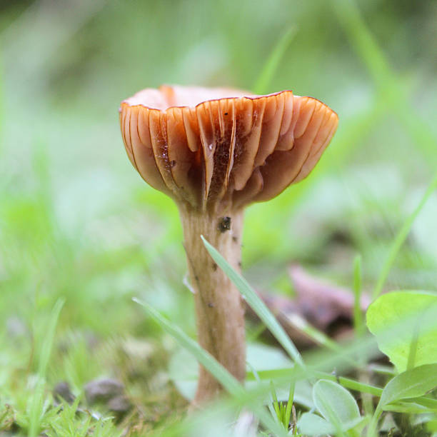 istock small inedible fungus 498837508