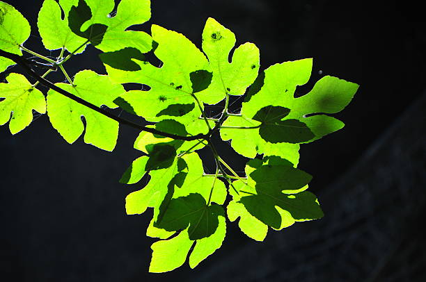 Green leaves under the sun stock photo