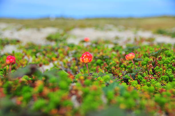 istock Cloudberry closeup on a background of the sea 498838256