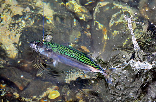 Catching the fish stock photo