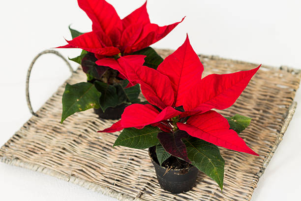 istock Poinsettia, christmas star. 498838560