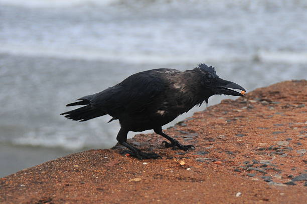 Indian Jungle Crow stock photo