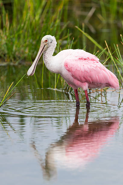 istock Roseate Spoonbill, Platalea ajaja, pink bird 498839364