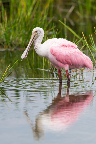 Roseate Spoonbill, Platalea ajaja, pink bird. Florida, USA. Reflection in water.