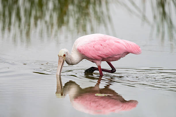 istock Roseate Spoonbill, Platalea ajaja, pink bird eating 498839656