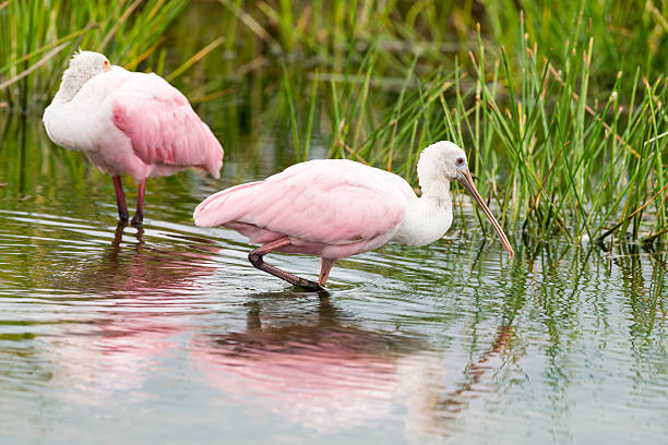 istock Roseate Spoonbill, Platalea ajaja, pink bird, two 498839964