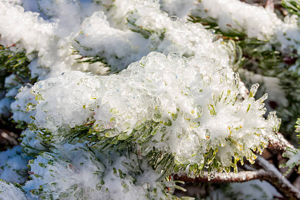 frozen alpine pine tree no inverno - january pine cone february snow - fotografias e filmes do acervo