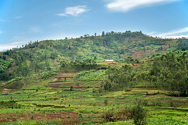 istock Agriculture against the hills in Central Rwanda 498840670