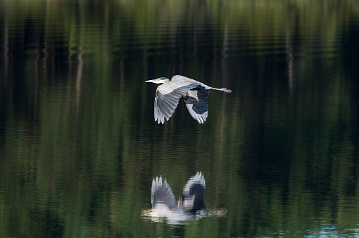Great Blue Heron in flight. Reflection on water. Ardea hernias.