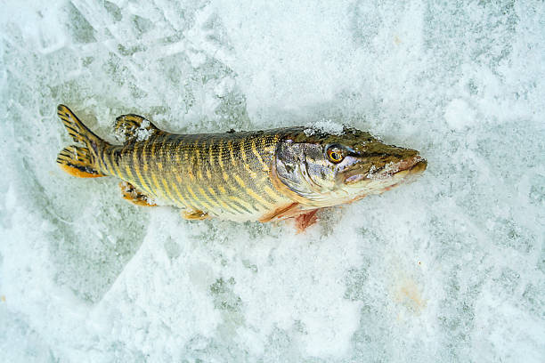 istock Winter fishing on ice 498843596