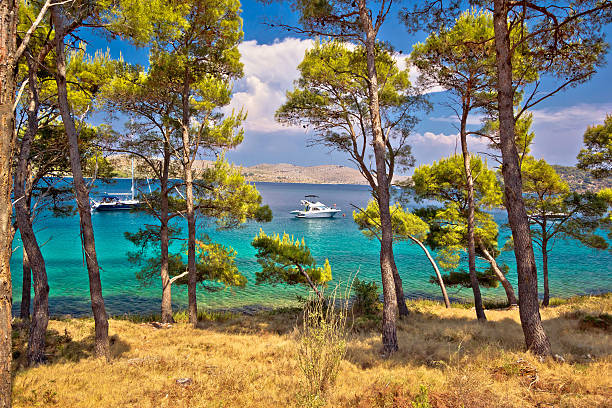 telascica bay nature park jachtziel - europe pine tree sea adriatic sea stock-fotos und bilder