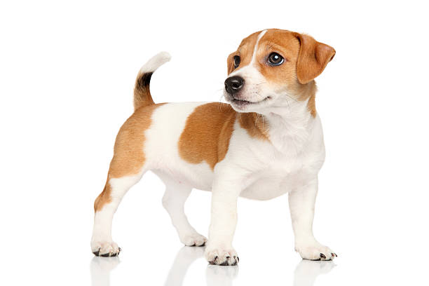 istock Jack Russell puppy 498845318