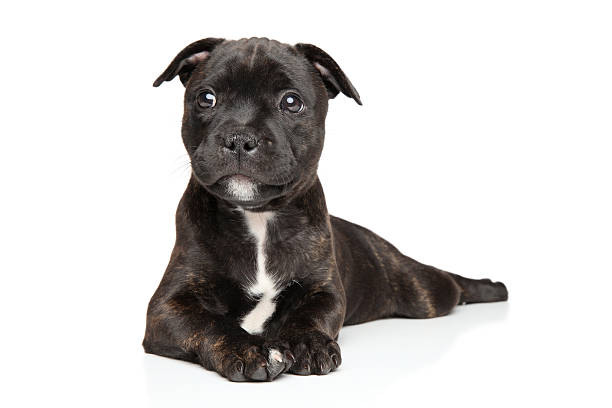 istock Staffordshire bull terrier puppy 498845488