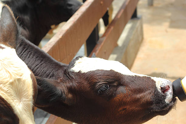 istock Calf sucking a milk small bottle. 498846633