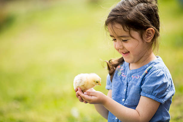 istock Cute girl with the chicken 498847873