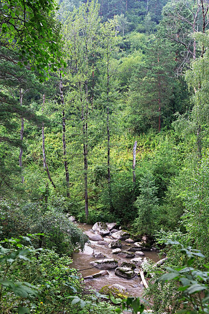 istock Belokurikha river in the forest 498847909