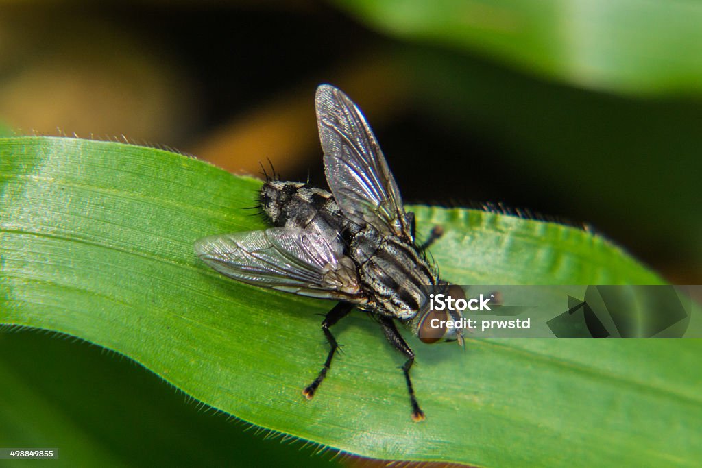 Fly Makro - Lizenzfrei Blatt - Pflanzenbestandteile Stock-Foto