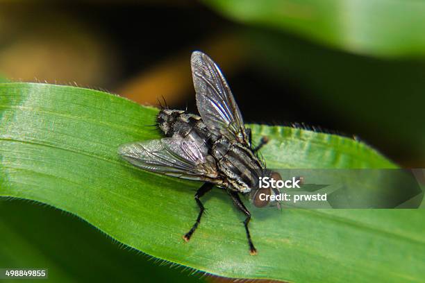 Fly Makro Stockfoto und mehr Bilder von Blatt - Pflanzenbestandteile - Blatt - Pflanzenbestandteile, Blattlaus, Einzelnes Tier