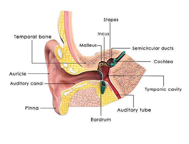 Ear anatomy stock photo