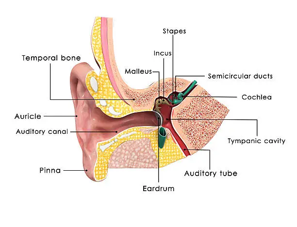 Photo of Ear anatomy