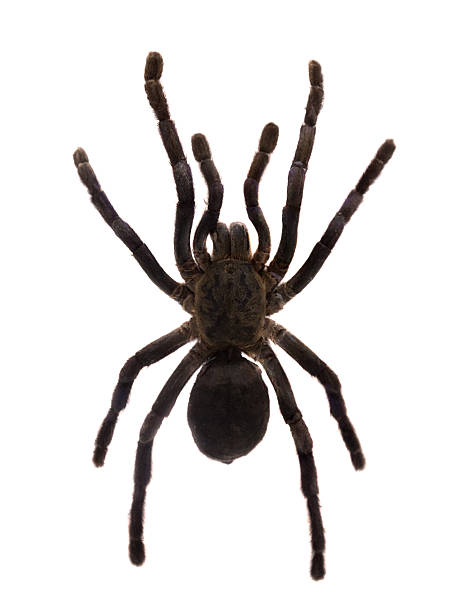 istock tarantula. Isolated over white 498851195