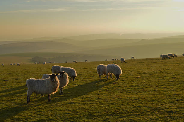 istock Sheep Grazing on The South Downs 498851459