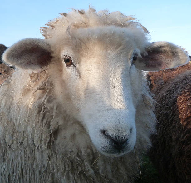 istock Face of  a Young Romney Ewe 498852189