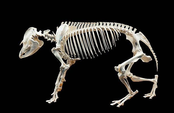 istock Skeleton of tapir over black 498852351