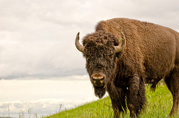 Brown buffalo in green grass A large buffalo or American Bison is centered in the image and staring straight ahead.  The bison is in a green field beside a body of water. custer state park stock pictures, royalty-free photos & images