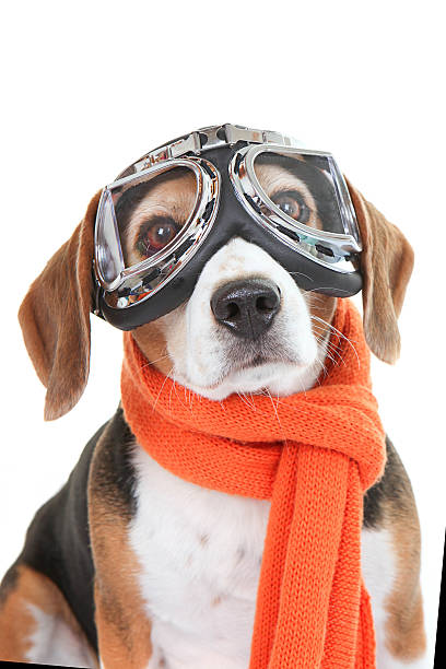 dog wearing flying glasses or goggles stock photo