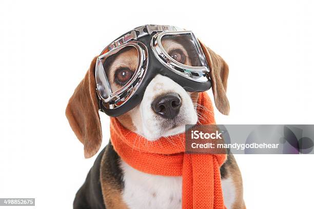 Holiday Pet Concept Dog In Flying Glasses Stock Photo - Download Image Now - Protective Eyewear, Dog, Flying Goggles