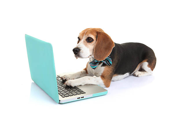 business concept pet dog using laptop computer stock photo