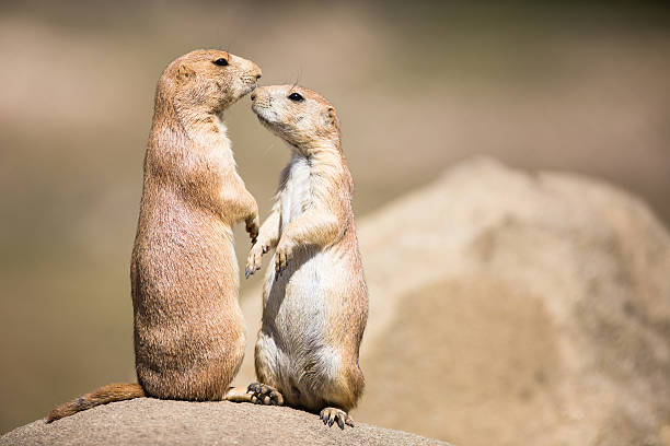 istock Two prairie dogs in close communication 498853295