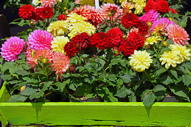Colorful dahlia flower pots on display at garden shop