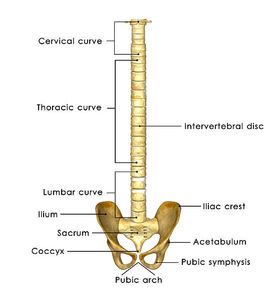 Hip with back bone The vertebral column, also known as backbone or spine, is a bony structure found in vertebrates. It is formed from individual bones called vertebrae (singular: vertebra). hip joint x stock pictures, royalty-free photos & images