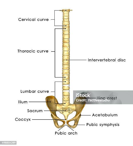 Hip With Back Bone Stock Photo - Download Image Now - Anatomy, Arthritis, Backache
