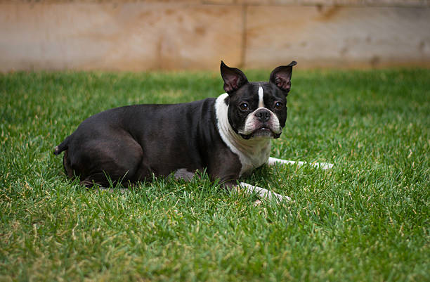 istock Adult Boston Terrier Reclining 498854313
