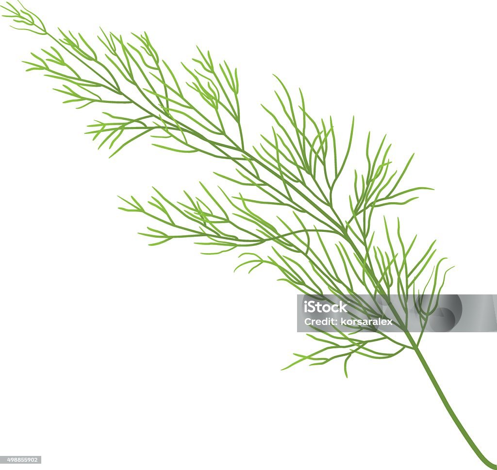 dill sprig of dill isolated on white background Dill stock vector