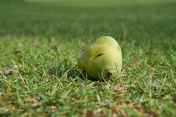 Yong coconut on the garden stock photo