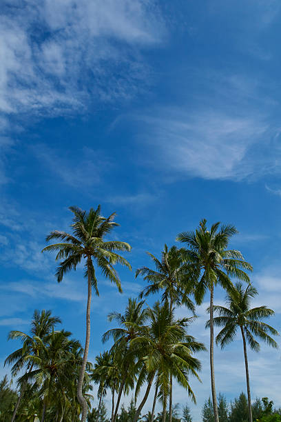 coconut palm tree with blue sky background stock photo