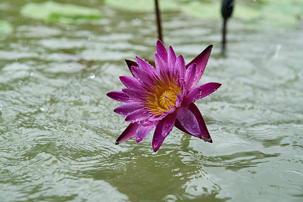 Pink lotus in the rain stock photo