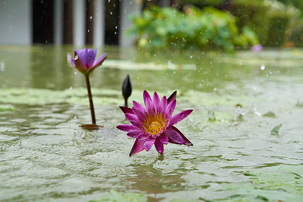 pink lotus under the rain stock photo