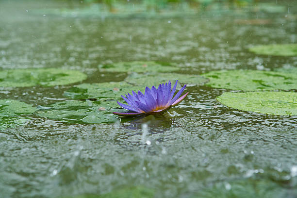 Purple lotus over water stock photo